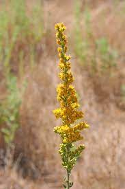 Stu Ima California Goldenrod Solidago Californica Flower School Body Modifications Ink