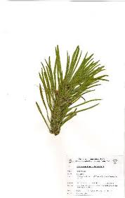 Image result for Aptosimum procumbens