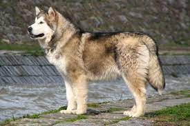 Like all new dog owners, i thought slammer was perfect in every way. Alaskan Malamute Puppies For Sale From Reputable Dog Breeders