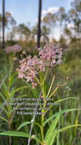 Image result for Distephanus divaricatus