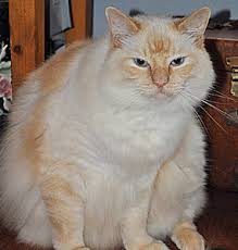 Cat Vomiting Diarrhea Bloody Stool Feline Inflammatory Bowel Disease