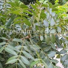 Image result for Swietenia