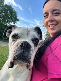 Rehoming a 9-month-old boxer in Simi Valley, CA