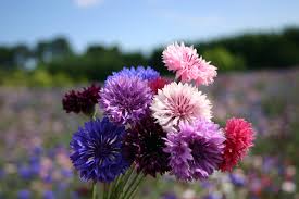 This flower is also known as a cornflower, basketflower, bluebiottle, hurtsikcle, or even a boutonniere flower. Silver Falls Seed Company Bachelor Button Dwarf Polka Dot Mix