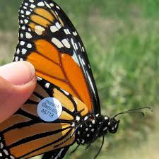 We did not find results for: Where Have All The Butterflies Gone Monarch Butterflies All But Vanish In Idaho And The West The Spokesman Review