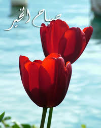 good morning صباح الخير spring tulips good morning images morning images