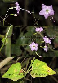 Image result for Commicarpus chinensis