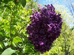 Healthy, mature plants · fedex direct to your home Pocohontas The Darkest Purple Lilac And Very Early Purple Lilac Lilac Syringa Vulgaris