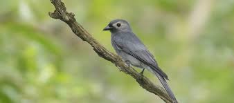 Cucak jenggot mini atau ciung air adalah burung kecil yang mirip dengan cucak jenggot hanya saja ukuranya jauh lebih kecil. Update Info Harga Burung Srigunting Semua Jenis Daftar Harga Tarif