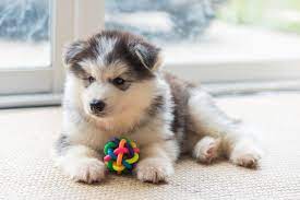 15 More Fantastic Facts About Siberian Husky Puppies Furry Babies