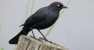 Bird With Light Brown Head And Black Body A Bird To Be Seen In The Full Sun The Male Brewer S Blackbird Is A Glossy Almost Liquid Combination Of Black Midnight In 2020 Black Bird Merlin Bird Merlin Bird Id