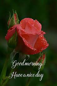 Pin By Jasmine Reedy On Good Morning Good Morning Roses Good Morning Greetings Good Morning Flowers