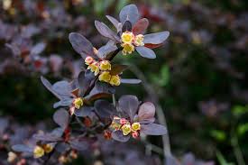 Image result for Berberis