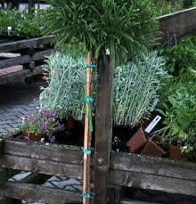 Dwarf globe japanese cedar cryptomeria japonica 'globosa nana' 6 reviews. Cryptomeria Japonica Globosa Nana