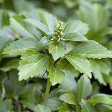 Japanese pachysandra (pachysandra terminalis) is an extremely popular evergreen groundcover. Pachysandra Terminalis Japanese Spurge Perfect For Ground Cover Pack Of Ten Plants Garden Plants