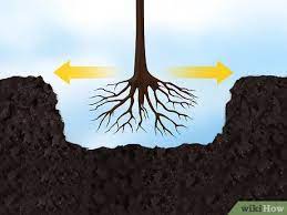 The best site to plant a tree depends on what type of tree you want to grow. How To Plant Fruit Trees With Pictures Wikihow
