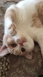 British Shorthair Cream And White Bi Colour Britisch Kurzhaar Katzen Britisch Kurzhaar Farben