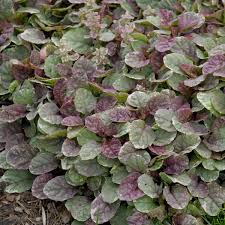 Image result for Ajuga
