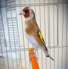 La Star Du Chant D Oiseaux نجم الطيور المغردة Le Chardonneret Le Plus Beau Oiseau الحسون أجمل طير ماشاء الله Https W Goldfinch Birds Bird
