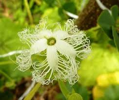 Check spelling or type a new query. Snake Gourd Flower In Our Garden Picture Of Ravana S Secret Ella Tripadvisor