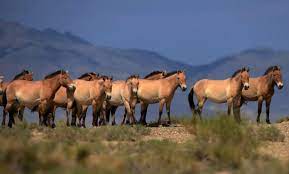 World S Last Remaining Wild Horses Aren T Really Wild After All Reuters