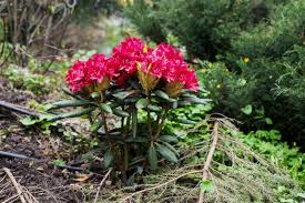Bei der auswahl der rhododendren sollte. Rhododendron Pflanzen Standort Zeitpunkt Plantura