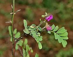 Image result for Tephrosia multijuga