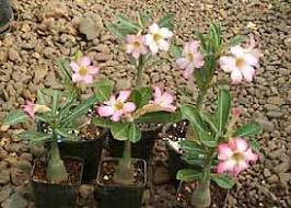 Tropica Nursery Adenium Euphorbia Desert Rose Hybrids Adenium Desert Rose Desert Rose Plant
