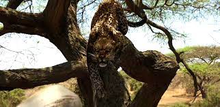 Choose from contactless same day delivery, drive up and more. Endangered Species Rebecca Romijn Battles Hungry Animals In Ash Vs Evil Dead Director S Survival Thriller Trailer Bloody Disgusting