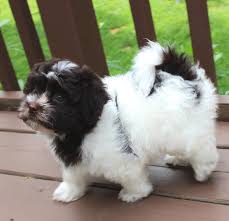 If you're searching for a hypoallergenic dog, that means you really love dogs. Havahug Havanese Puppies Havahug Havanese Puppies Of Michigan