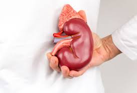 Penderma Buah Pinggang Layak Jika Tidak Hilang Kelayakan Daripada Menderma Kepada Pesakit Buah Pinggang Kidney Disease Chronic Kidney Disease Kidney Health