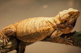 Fat Bearded Dragon How To Make Your Overweight Dragon Lose