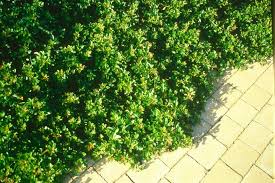 Image result for Searsia tenuinervis