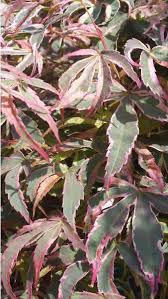 We did not find results for: Acer Palmatum Shirazz A New Variety Of Variegated Acer