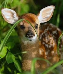 Image result for cute baby animals
