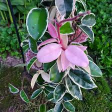Image result for hoya plant flower