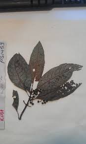 Image result for Psychotria djumaensis