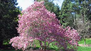 However many you decide on, it's a good idea to plant new seedlings when rain is predicted for at least in the fall, the crabapple bears its namesake in small yellow, orange or red apples. Ornamental Trees Small Hardy Trees Can Beautify Yard