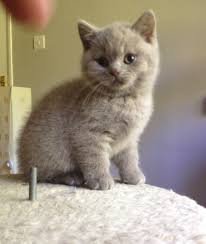 Maybe you would like to learn more about one of these? Bear My Little Lilac British Shorthair Kitten British Shorthair Cats British Shorthair Kittens Crazy Cats