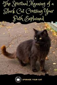 A black cat is a domestic cat with black fur that may be a mixed or specific breed, or a common domestic cat of no particular breed. Spiritual Meaning Of Black Cat Crossing Your Path Explained Upgrade Your Cat