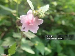 Image result for Urena