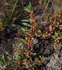Image result for Rotala capensis