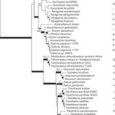 Image result for Plinthus karooicus