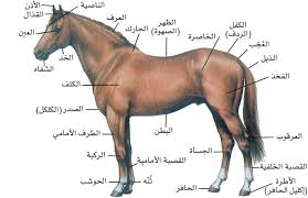 ط طظ ظ ظ ط C ط ط طھظ ظƒط ط ظپظٹظ ط C ظ ط ط ظ ظ ط ظ طظٹظ ظ ظˆط ظ ط طھ ط ظ ط ط ظٹظ ظ ط C ط ظ ظ ظˆط ط ظٹط ط ظ ظ طھظ ظٹط Arabic Horse Horses Stallion Horses