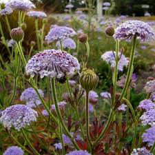 Image result for Tinnea coerulea