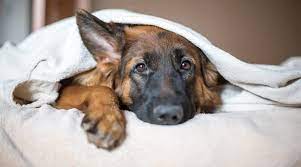 Maybe you would like to learn more about one of these? Best Dog Beds For German Shepherds Ratings Reviews