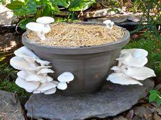 Kits offer an easy method of. Mushroom Garden Kit