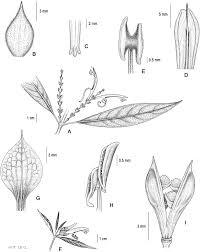 Image result for Anisotes formosissimus