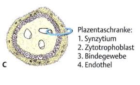 Dies stellt eine passive filtermembran dar, die mütterliches und kindliches blut trennt und den übertritt. 20 3 Reife Plazenta Flashcards Quizlet