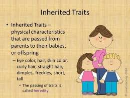 Inherited Traits And Learned Behaviors Powerpoint Inherited Traits Learned Behaviors Third Grade Life Science